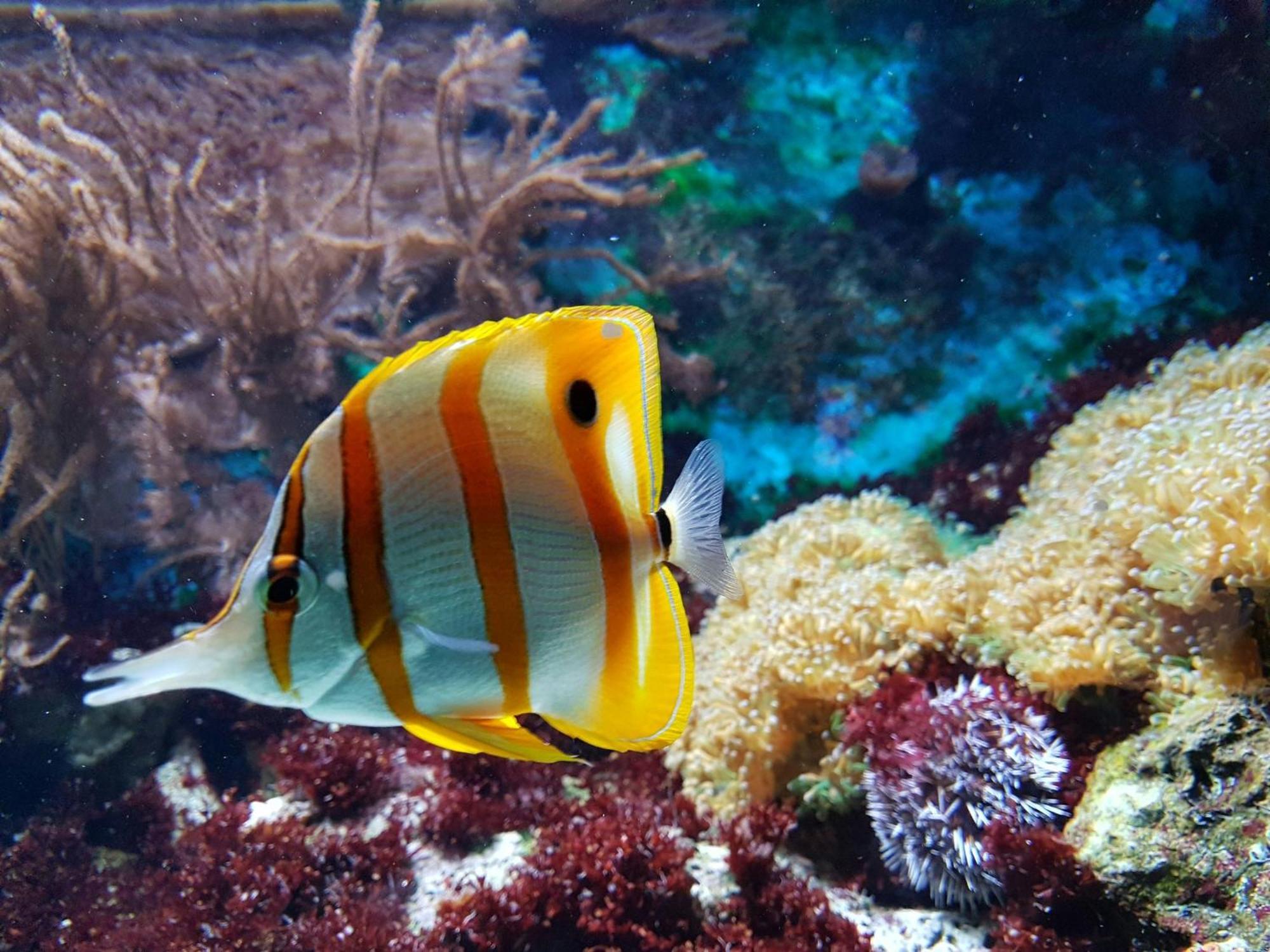 索洛纳海滩德尔马快捷假日&套房酒店 索拉纳海滩 外观 照片
